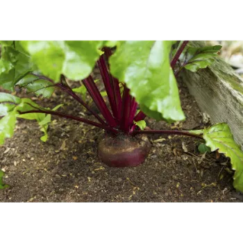 Organic Beetroot